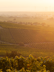 Weingut Metzger