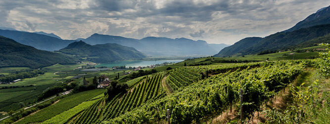 Weinfeld in Italien