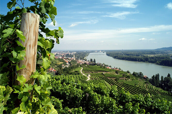 Weinfeld in Österreich