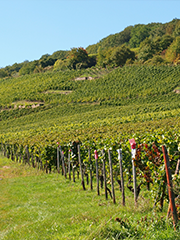 Weingut Leitz