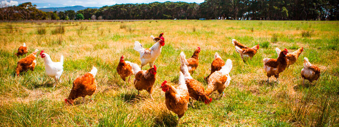 Ohne Kükentöten, Huhn & Hahn Initiative Ohne Kükentöten, Huhn & Hahn Initiative